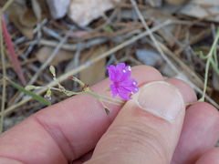 Boerhavia linearifolia