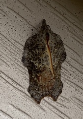 Acleris effractana