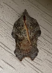 Acleris effractana