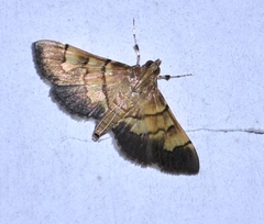 Syngamia