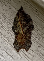 Acleris effractana