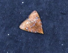 Rivulinae
