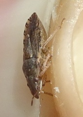 Sciocoris sideritidis