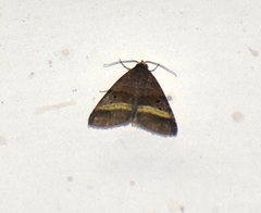 Ozarba punctigera