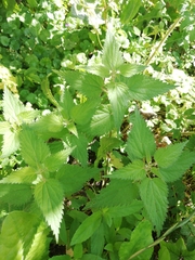 Urtica dioica