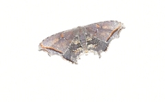 Rhombophylla rectimarginata