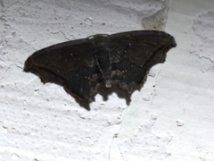 Rhombophylla rectimarginata