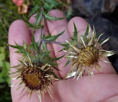 Carlina vulgaris