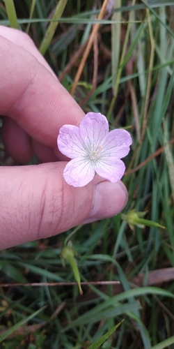Hill geranium (Geranium collinum)