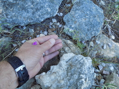 Boerhavia linearifolia