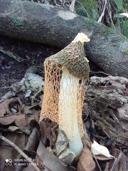 Phallus haitangensis