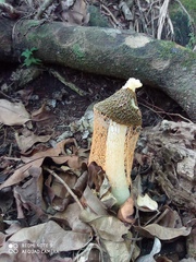 Phallus haitangensis