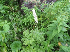 Actaea simplex