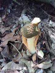 Phallus haitangensis