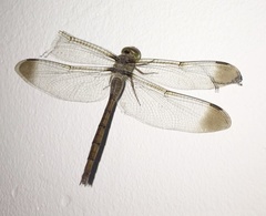 Zyxomma obtusum