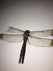 Zyxomma obtusum