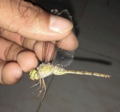 Zyxomma obtusum