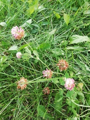 Trifolium hybridum