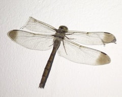 Zyxomma obtusum