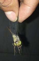 Zyxomma obtusum
