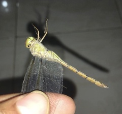 Zyxomma obtusum