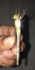 Zyxomma obtusum
