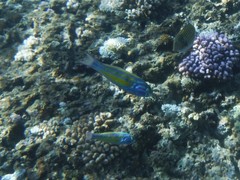 Thalassoma