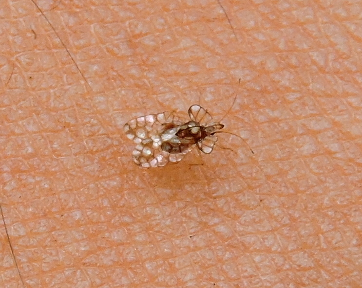 Aconchus