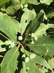 Terminalia muelleri