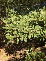 Terminalia muelleri