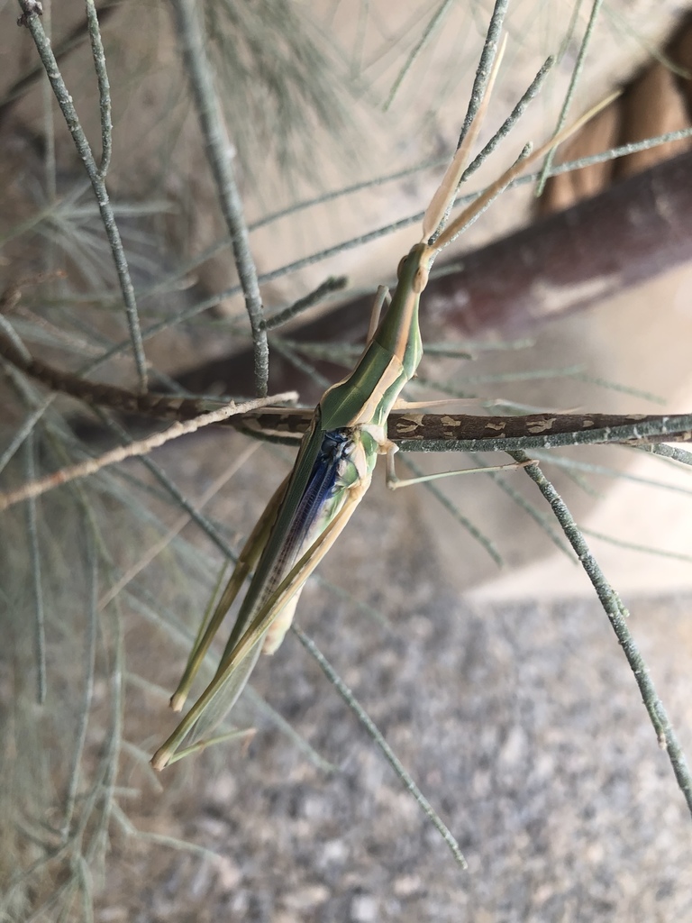 Truxalis afghana