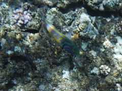 Thalassoma quinquevittatum