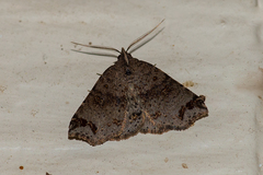 Lithilaria proestans