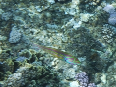 Thalassoma quinquevittatum