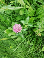 Trifolium pratense