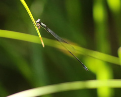 Rhadinosticta simplex