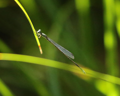 Rhadinosticta simplex