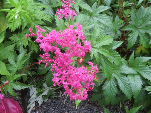 Image of Filipendula multijuga by (c) Marco Mussita, some rights reserved (CC BY)