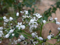 Logania saxatilis