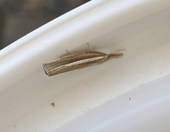Agriphila selasella