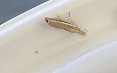 Agriphila selasella
