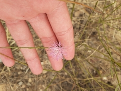 Mantisalca salmantica
