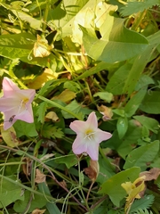 Convolvulus arvensis