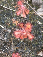 Drosera venusta