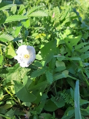 Convolvulus arvensis