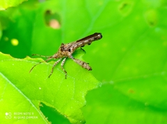 Meropachyinae