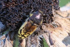 Acmaeodera mixta