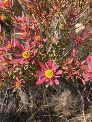 Leucadendron glaberrimum erubescens