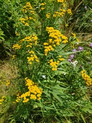 Tanacetum vulgare