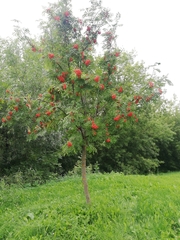 Sorbus aucuparia